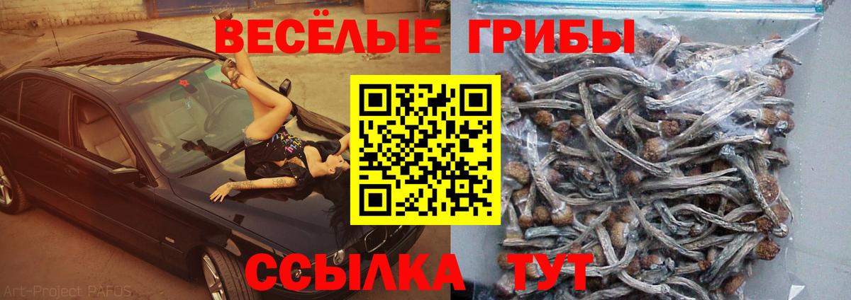 Псилоцибиновые грибы Psilocybine cubensis Красноуфимск